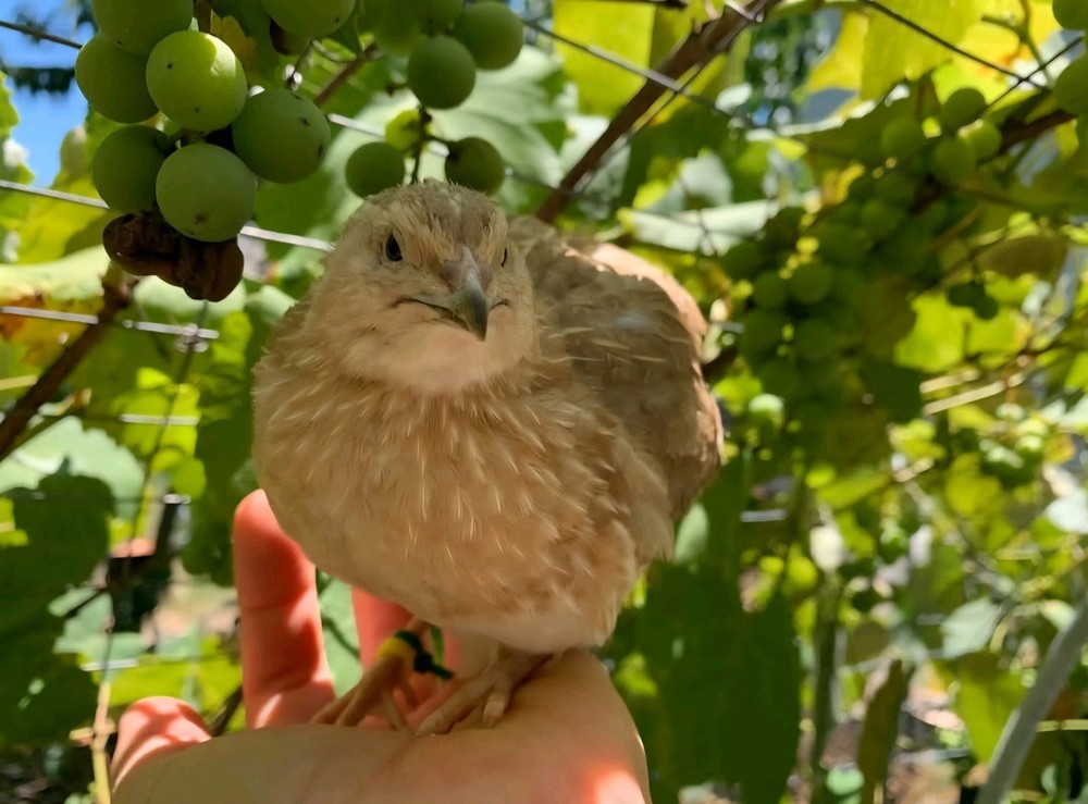 7 Celadon Blue/7 AssortedCoturnix Quail Hatching Eggs