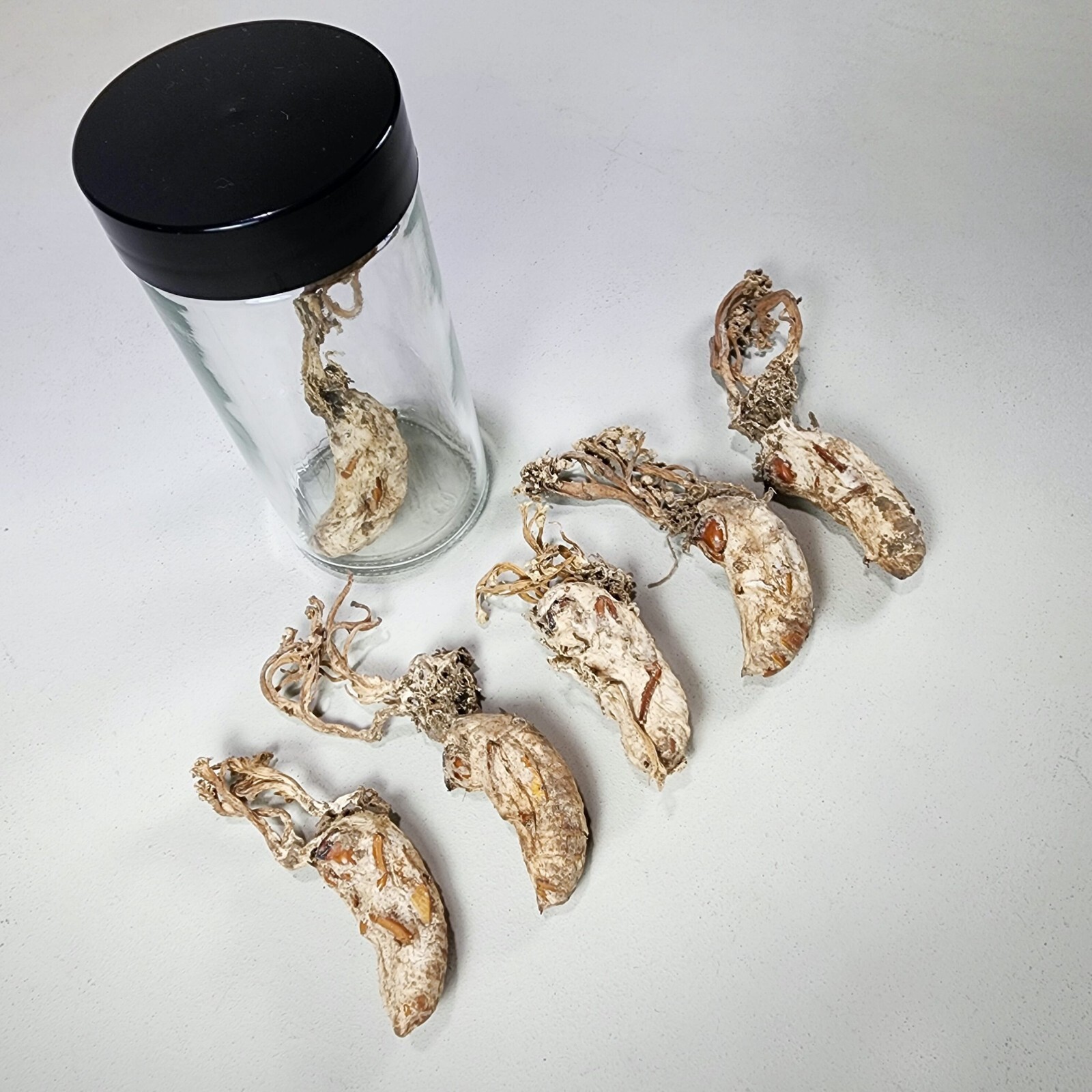 Zombie Fungus in Jar, Oddities Decor, Curio Jar, Cordyceps Fungi