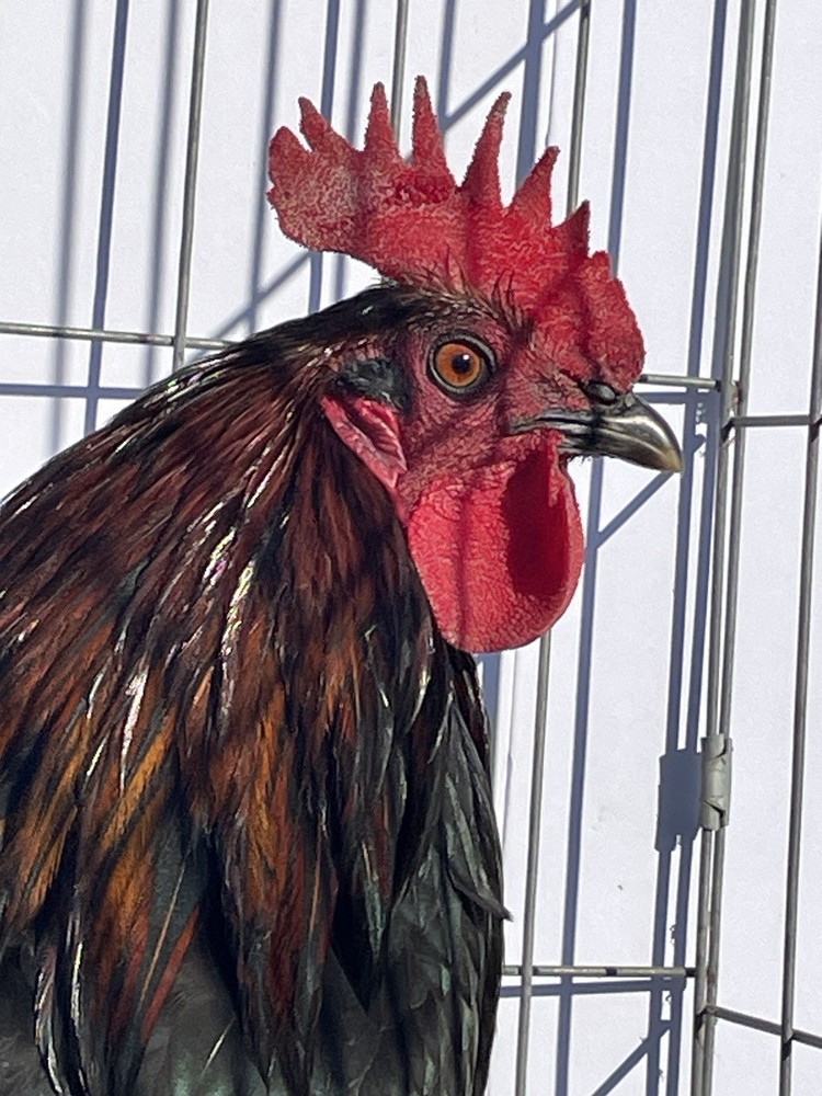 DoubleHFarm|| Fertilized 12 Hatching Eggs