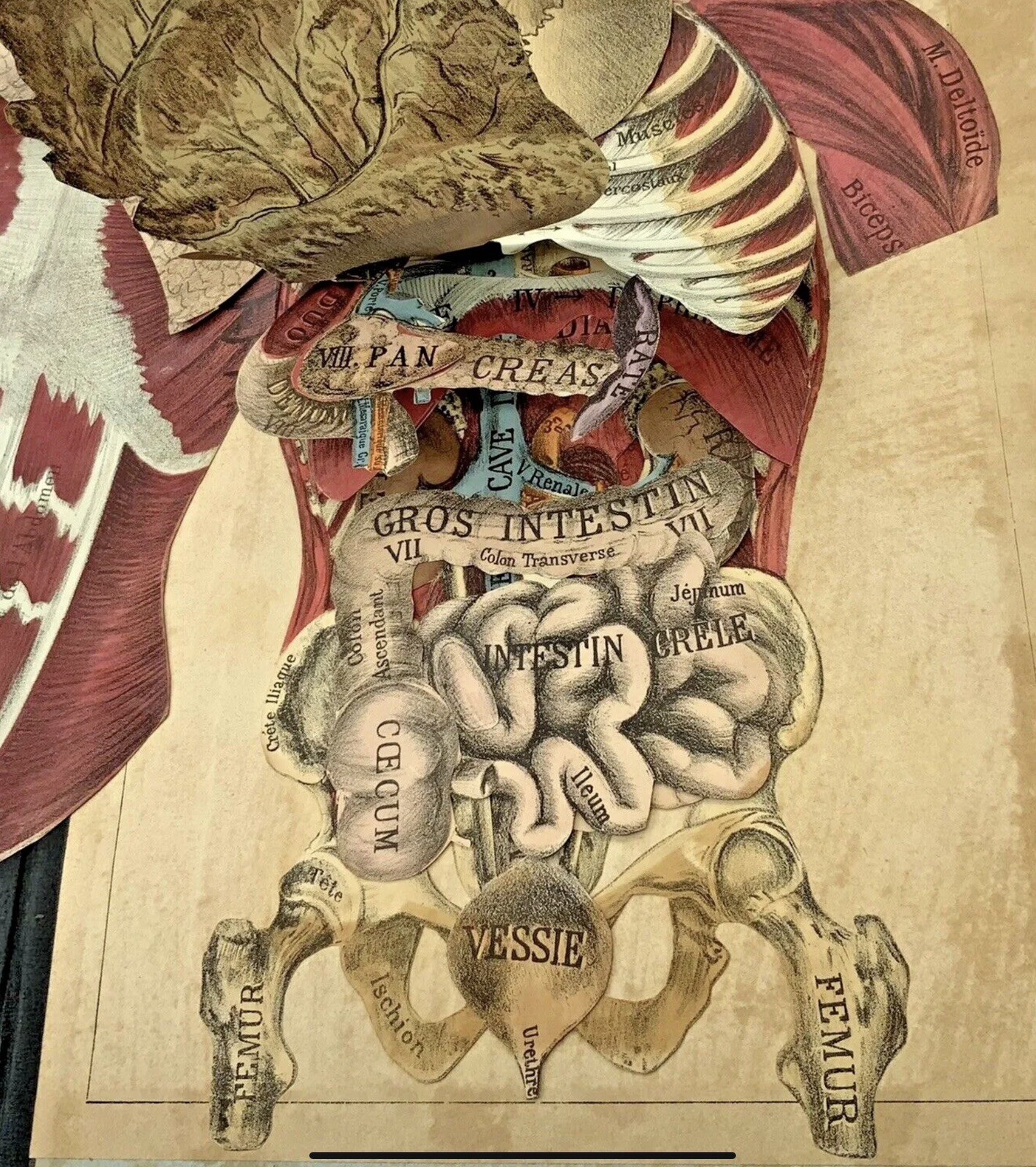 French Medical Human Anatomy Diagram Pop-up Book c 1875, G.J. Witkoski, Rare