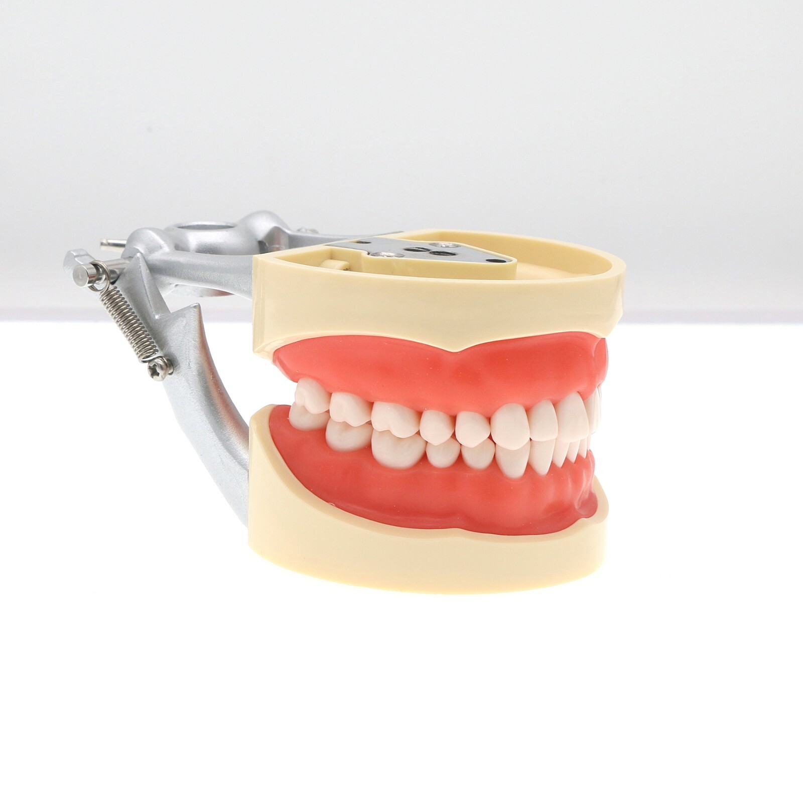 Kilgore Nissin 200/500 Dental Typodont Removable Screw-in Teeth Model Mount Pole