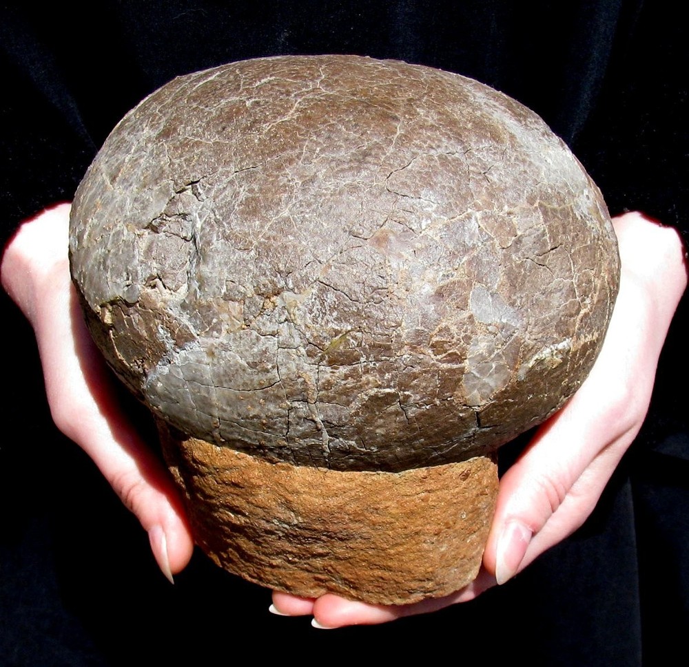 TOP QUALITY REAL DINOSAUR HADROSAUR EGG - EGGSHELL CLEANED UNDER A MICROSCOPE!