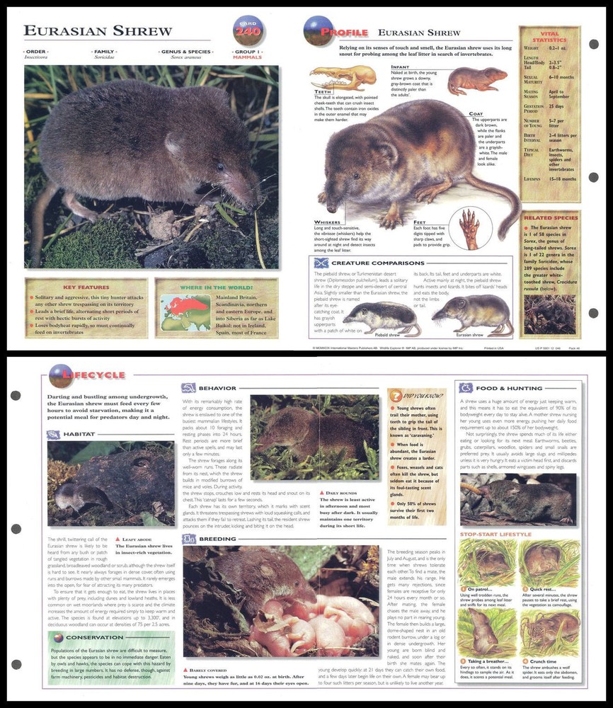 Fold-Out Sheet - Eurasian Shrew - 240