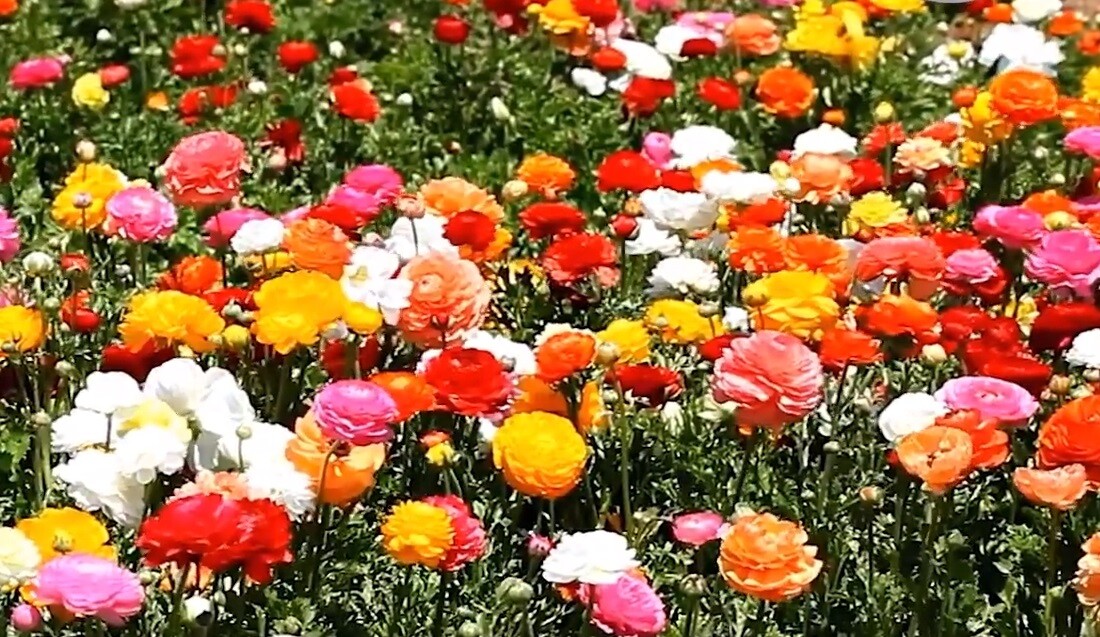 100 Ranunculus Bulbs DOUBLE Buttercups Spring BARGAIN!