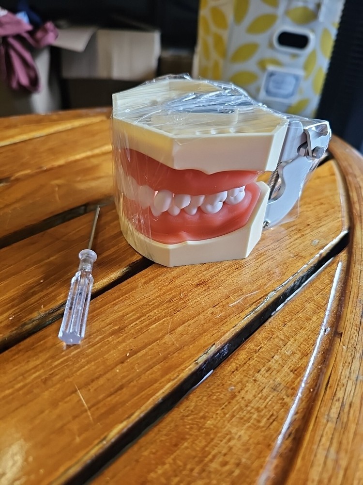 Dental Typodont Teeth Model Overdenture Implant Practice