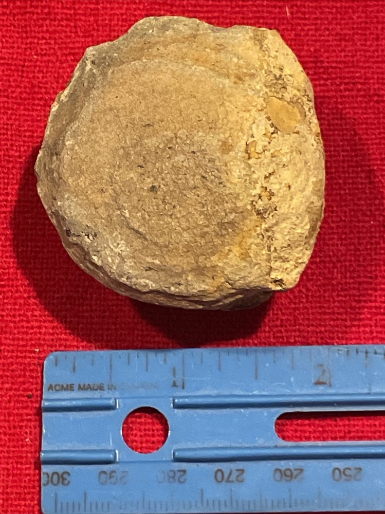 prehistoric Sea animals, Fossilized