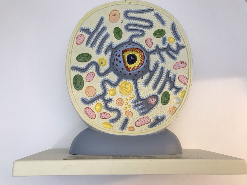 Eisco Labs Plant Cell Model Electron Microscope Structure Science Display Class