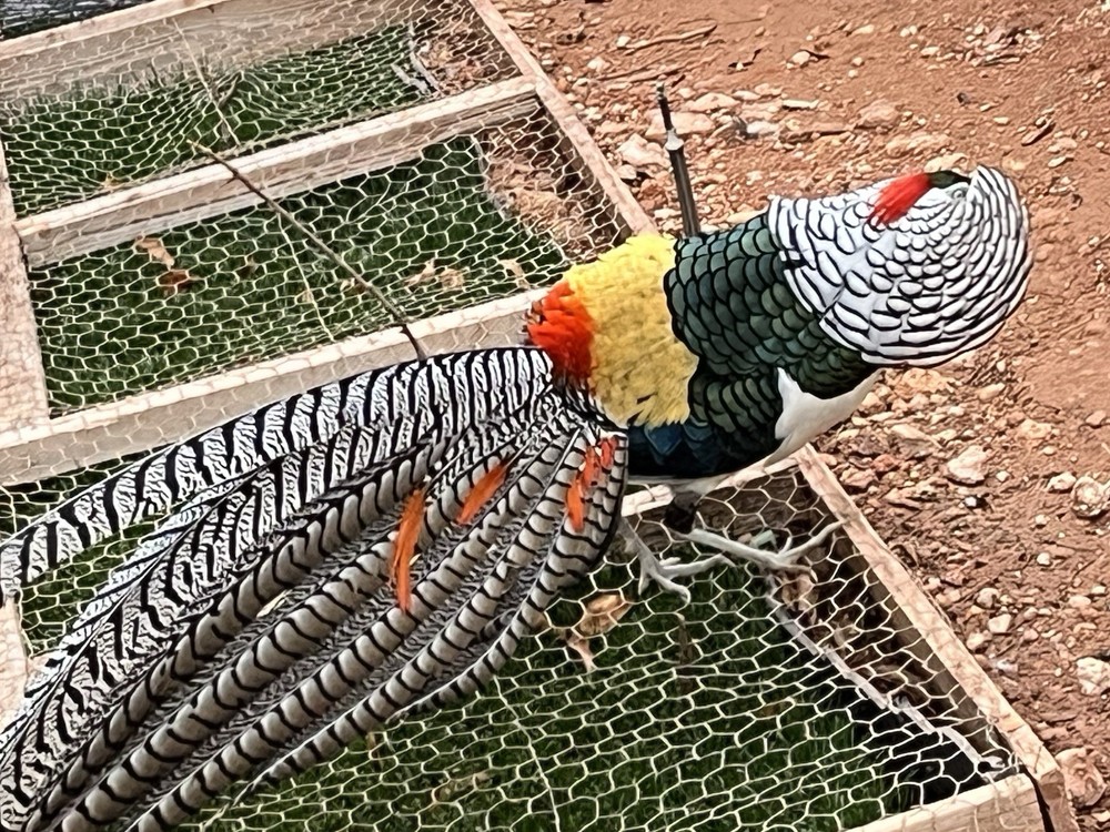 6 Lady Amherst Hatching Eggs Laying Now—Best Shipping Method, Read Description