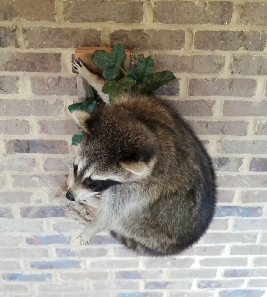 Unique Raccon Messenger Mount - NEW