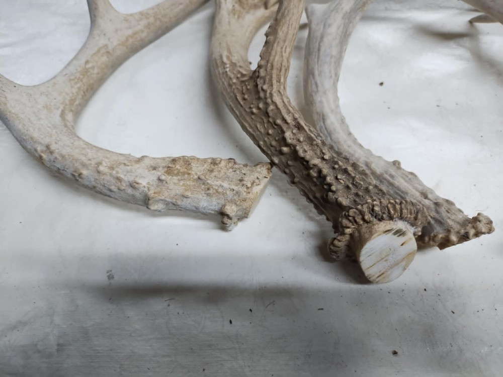 Whitetail Antlers cut offs #6