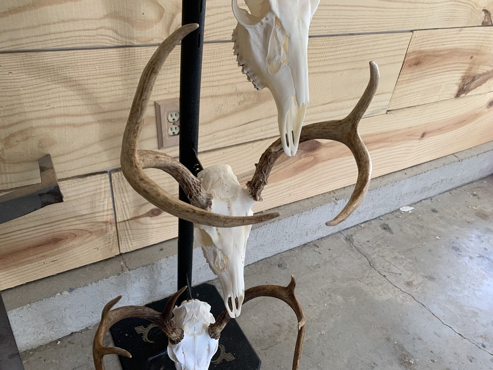european deer skull mount
