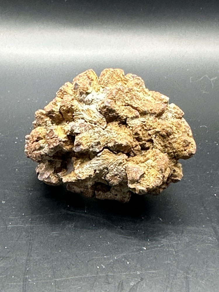 Dinosaur Coprolite -Fossilized- Genuine