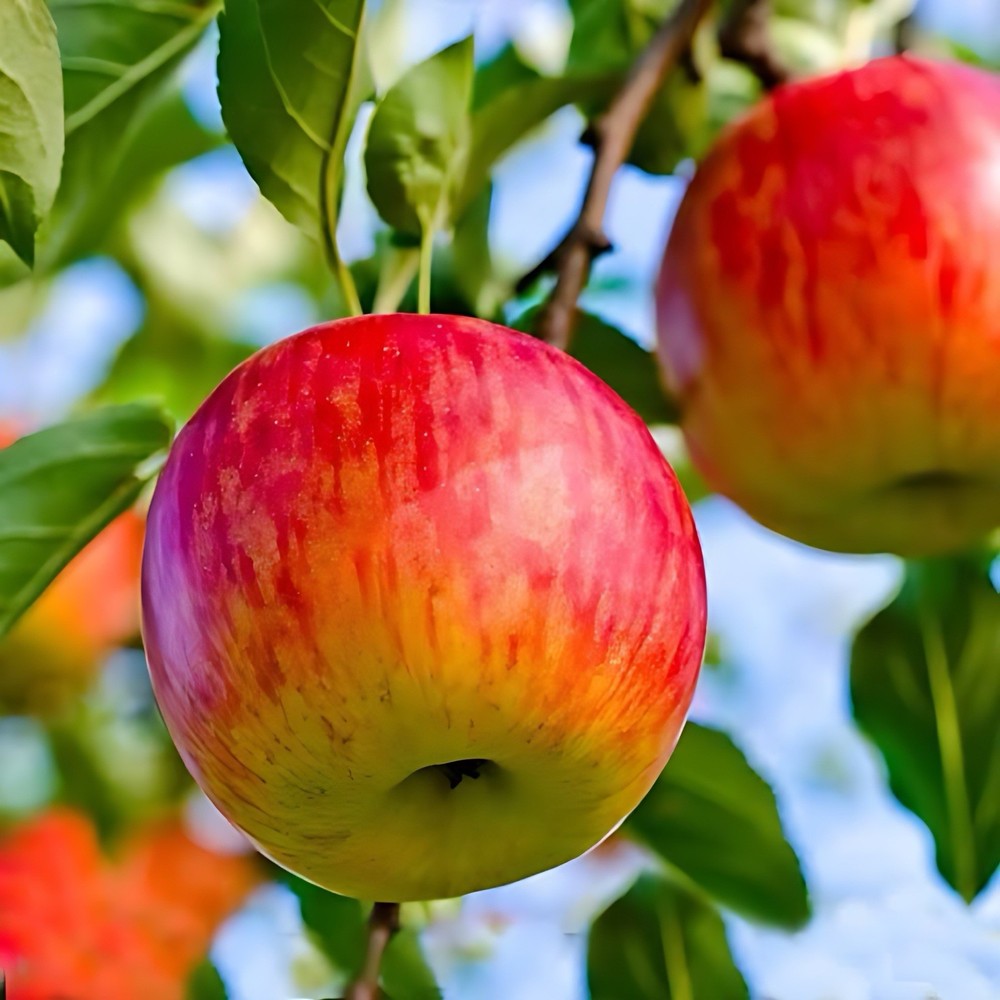 one live FUjI apple tree 2 ft tall now semi dwarf grafted tree