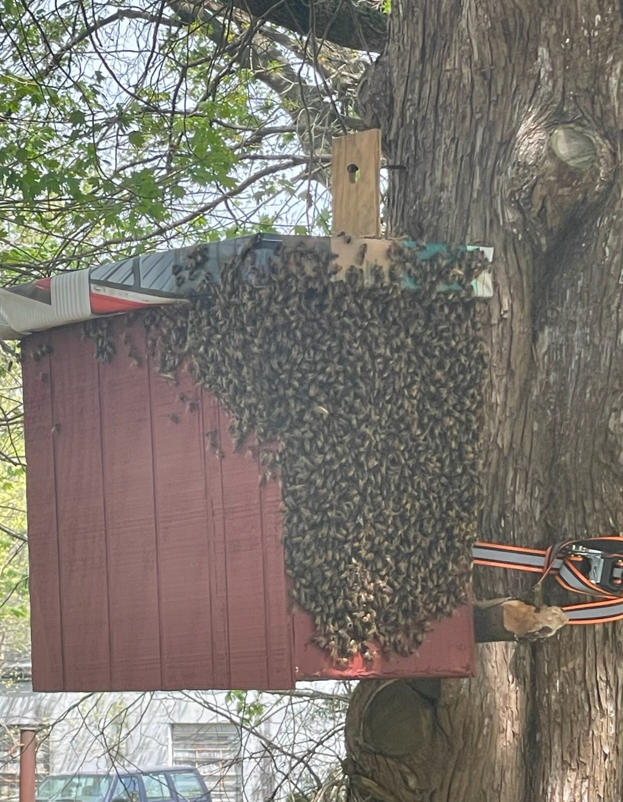 Honeybee Swarm Trap w/ Integrated Hanging Bracket = FREE BEES!!