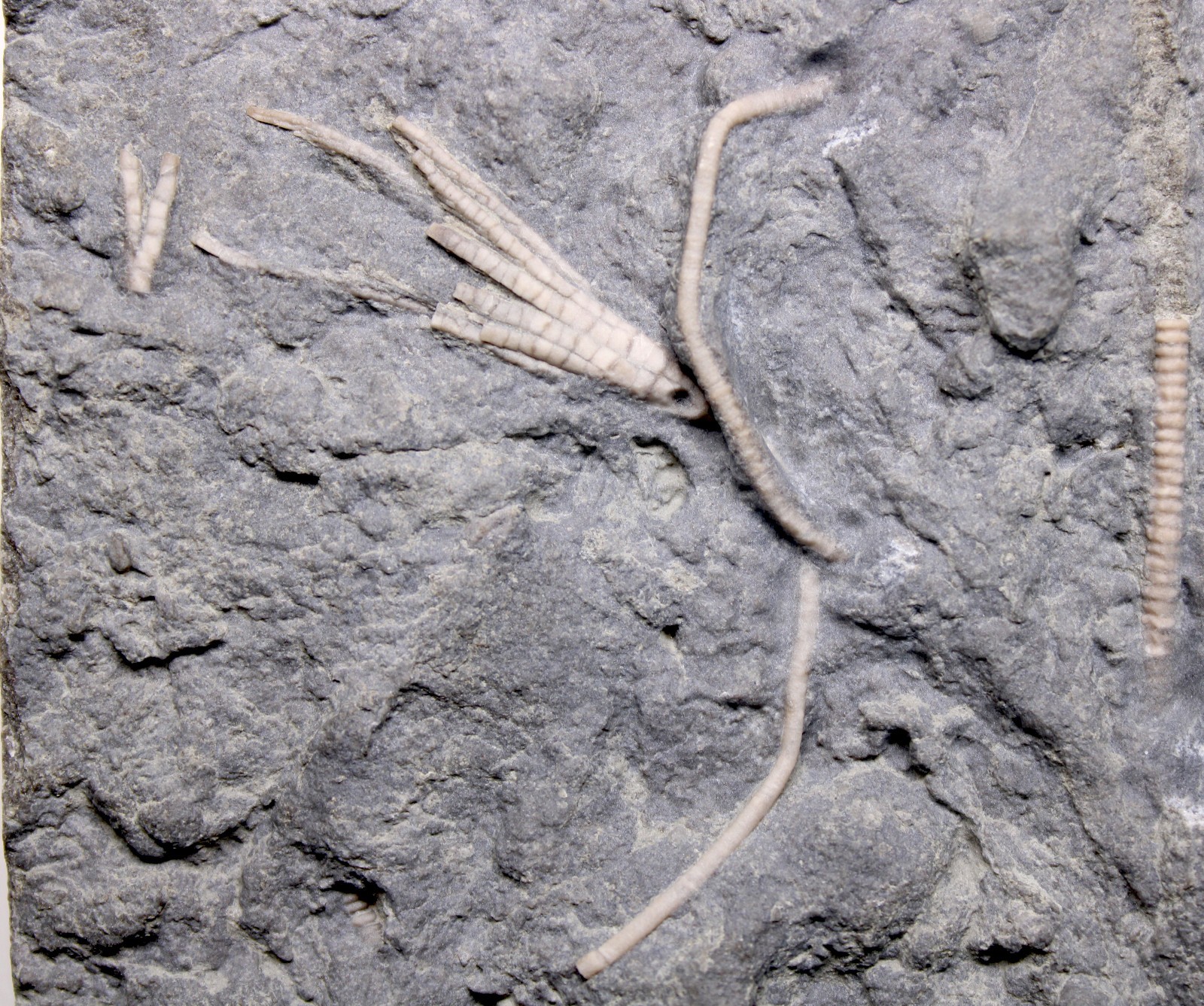 Ectenocrinus simplex Crinoid Fossil Kentucky Ordovician Kope Formation