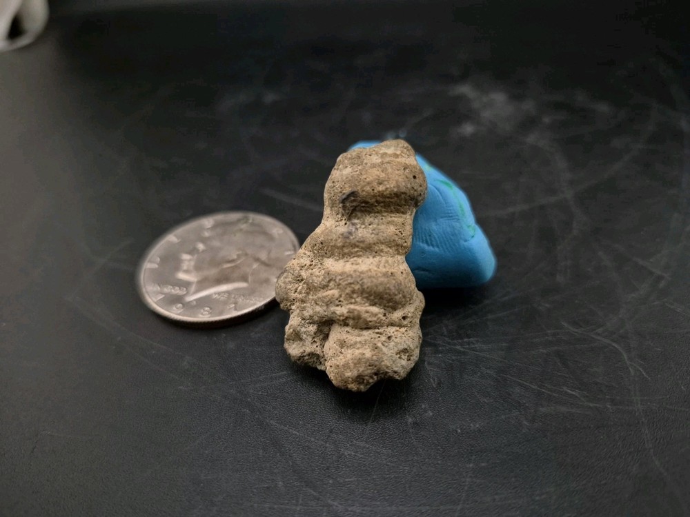 Claw Fossil Unknown Species