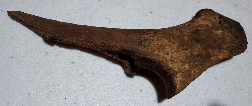 Ice Age Bison Left Ulna Bone Fossil