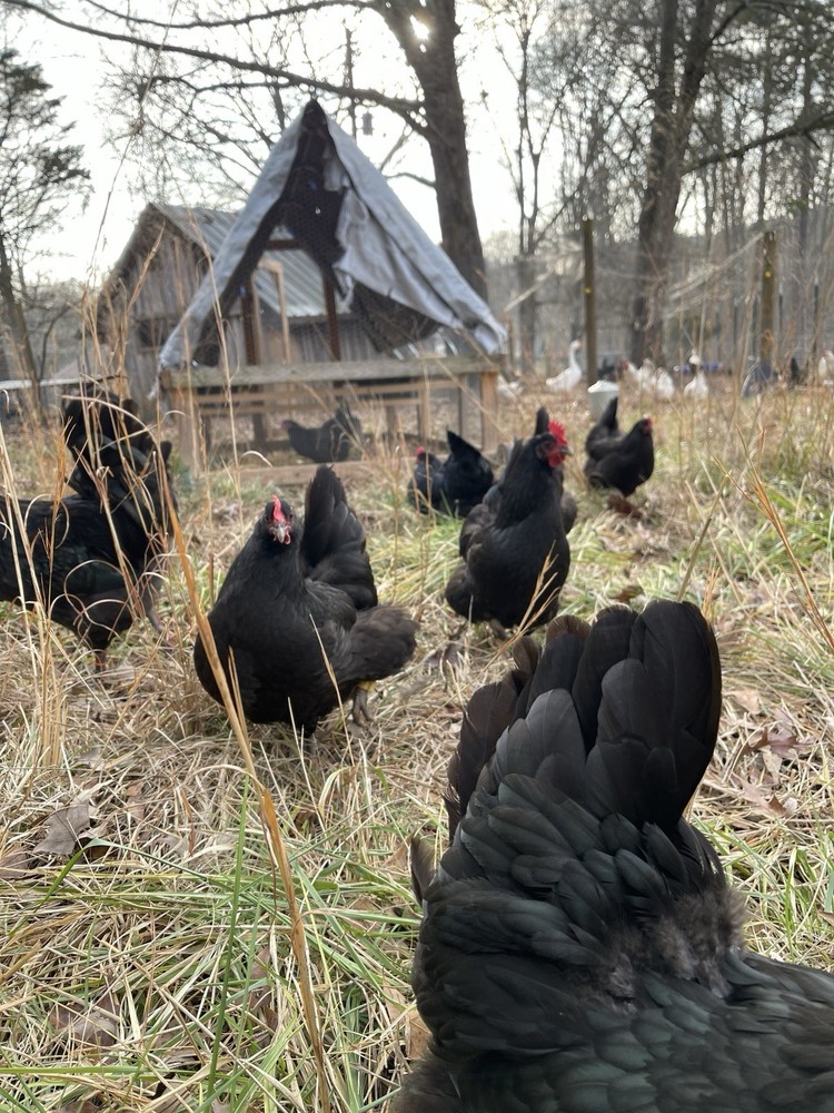 NPIP Certified Australorp Hatching Eggs 12+ 2