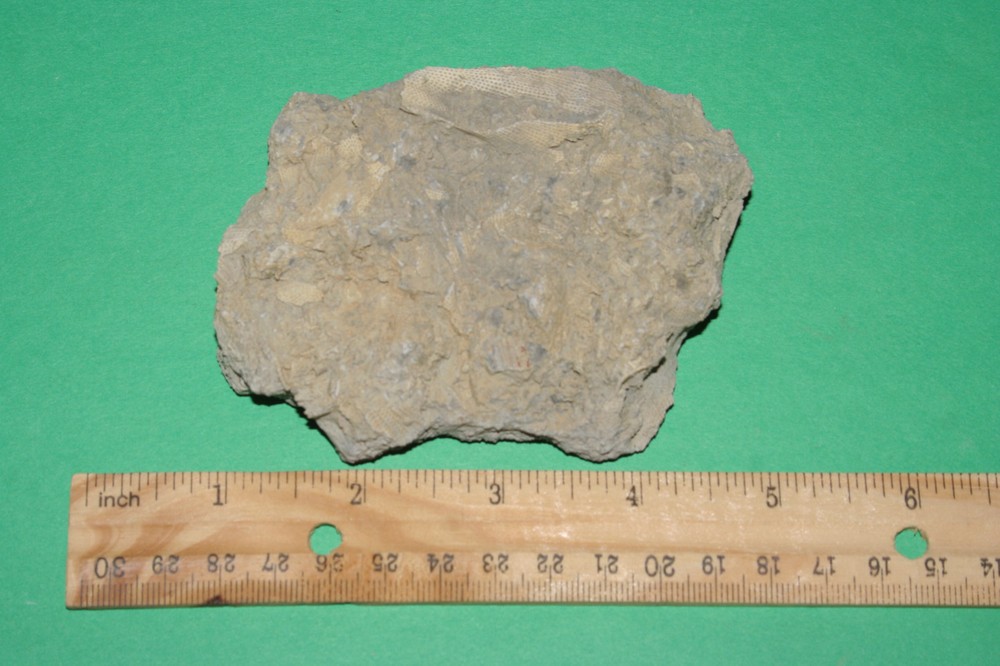 Bryozoan lacy polypora in matrix Texas permian peroid fossils