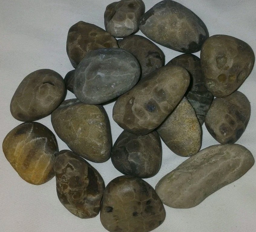 Bulk Petoskey Stones 1lb Whole Unpolished Michigan Great Lakes Fossil Coral