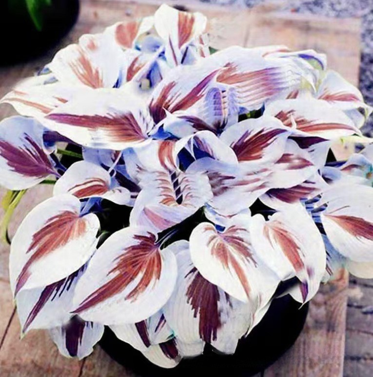 🌿300+Mixed HOSTA SEEDS – PERENNIAL OUTDOOR SHADE GARDEN PLANTING SEEDS