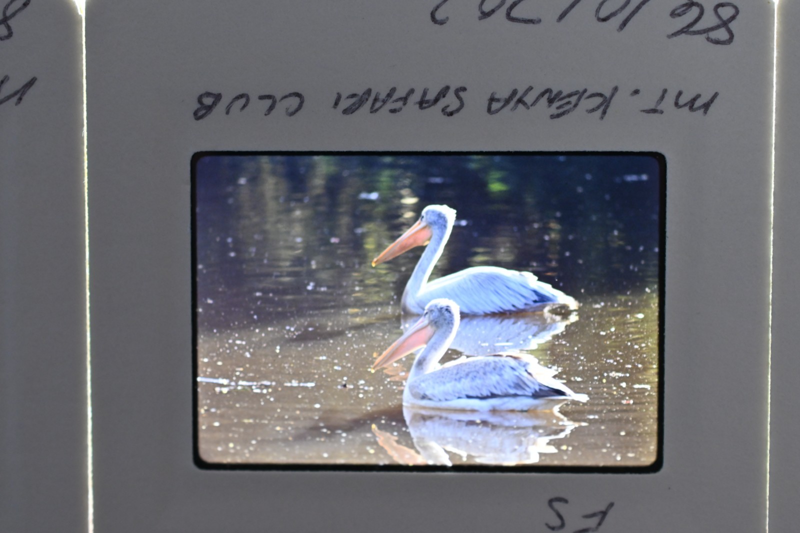 Vintage 1986 Kenya Safari Slides 120 Lot Wildlife Tribal Photo