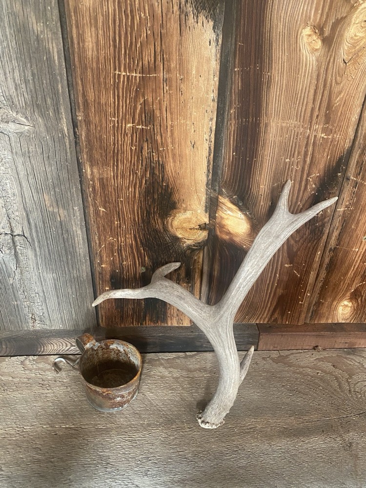 Funky Mule Deer Shed ~ Antler