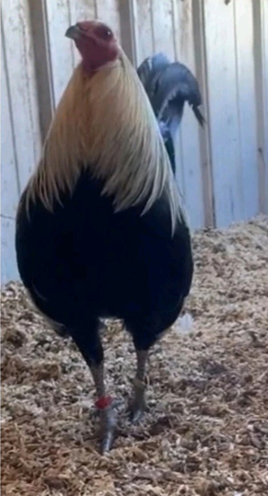 12 Chicken Hatching Eggs.