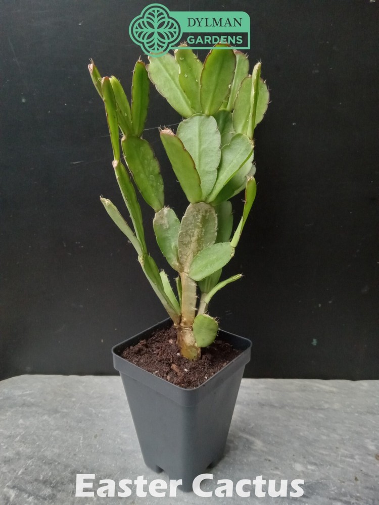 Easter Cactus (Rhipsalidopsis x graeseri) Whitsun Cactus - Multiple Sizes
