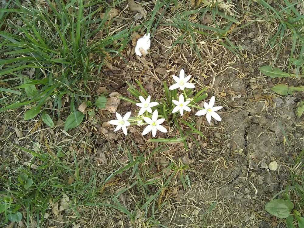 Professional Four Pages WordPress website with One or Two Hosting