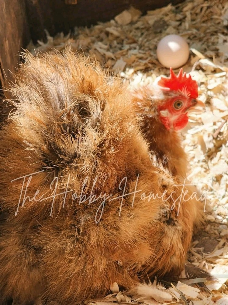 6 Calico Cochin Bantam Hatching Eggs