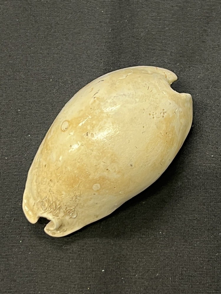 EXTINCT Fossilized COWRIE Shell From Central Florida - Pliocene Era.