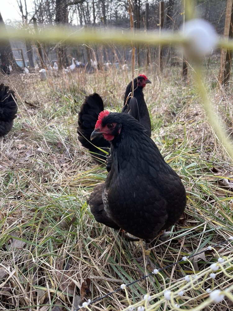 NPIP Certified Australorp Hatching Eggs 12+ 2
