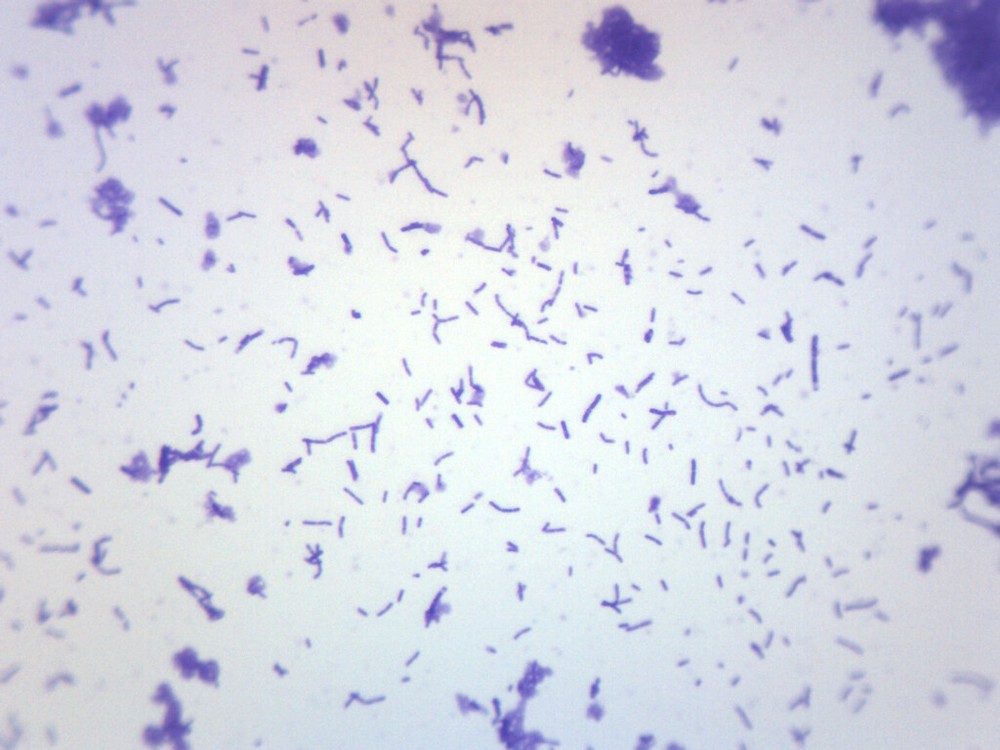 Coccus Smear, Gram-Positive, Prepared Microscope Slide - 75x25mm - Eisco Labs