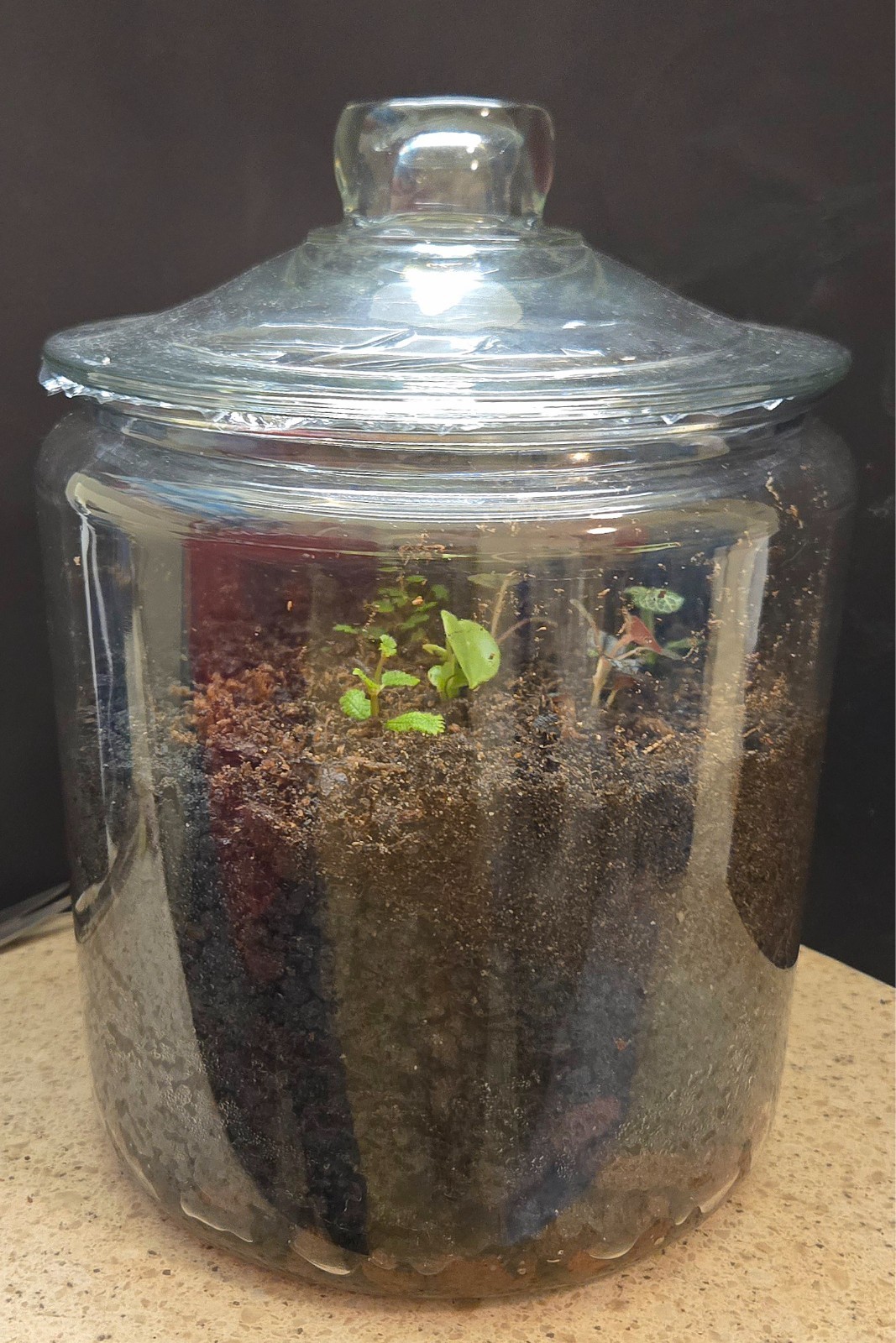 Thai Red / Florida Orange Springtail Terrarium Breeding Kit