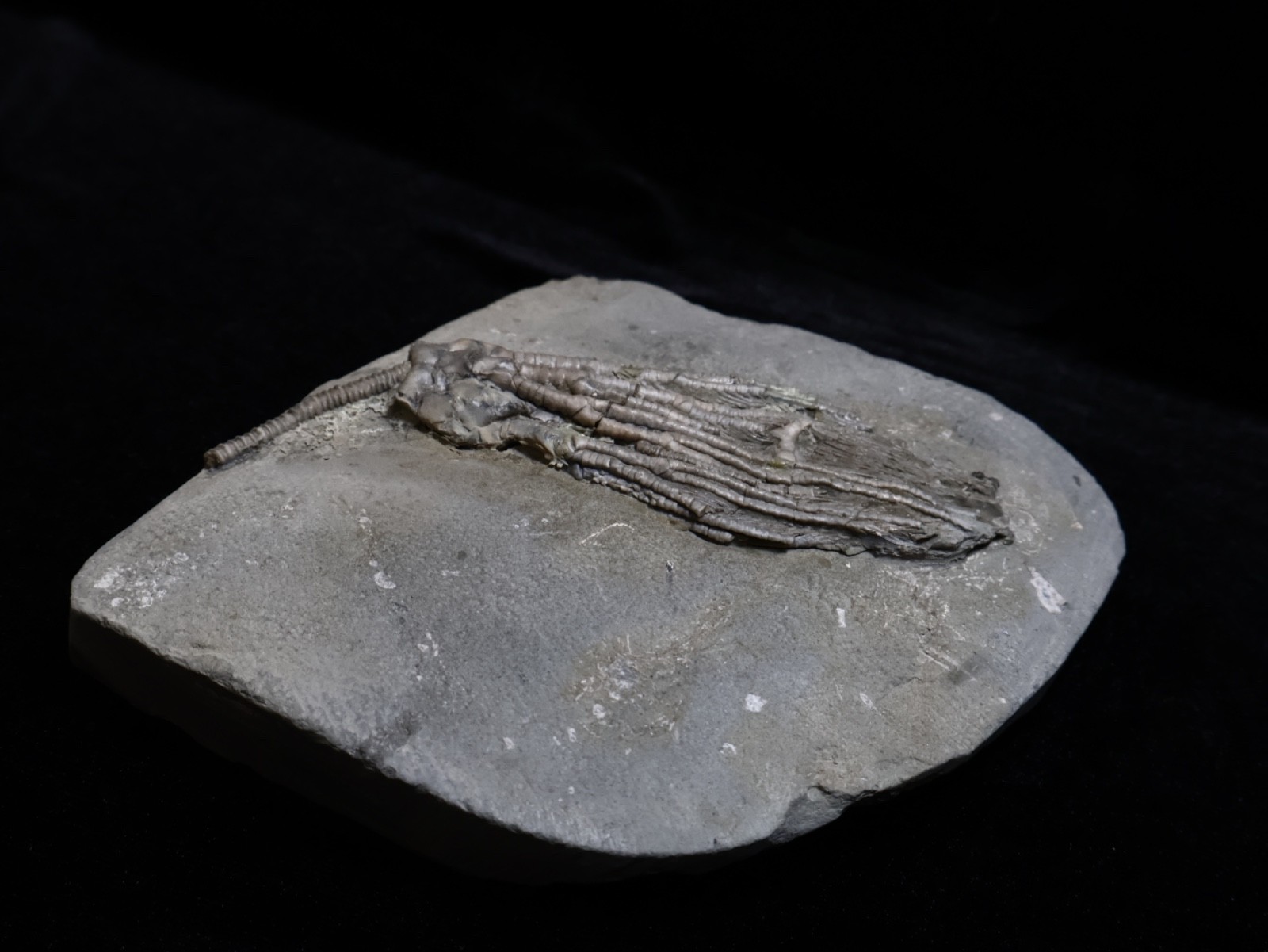 Big Abrotocrinus unicus Fossil Crinoid, Crawfordsville, Indiana