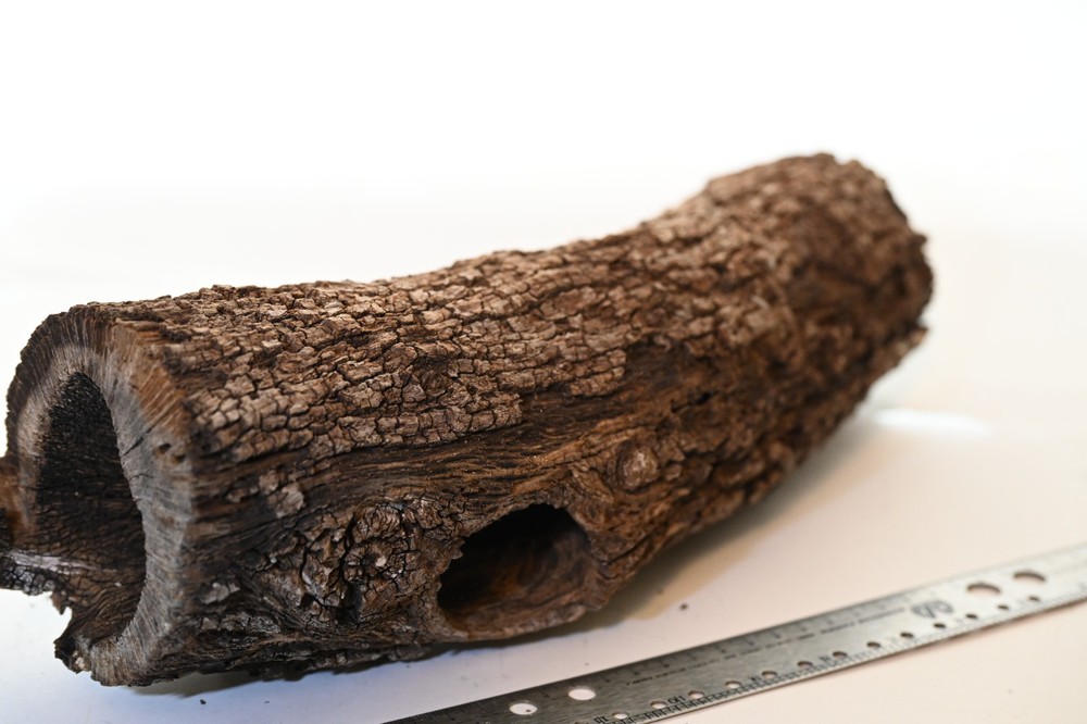 Unique log form woodpecker. Downed tree from Texas