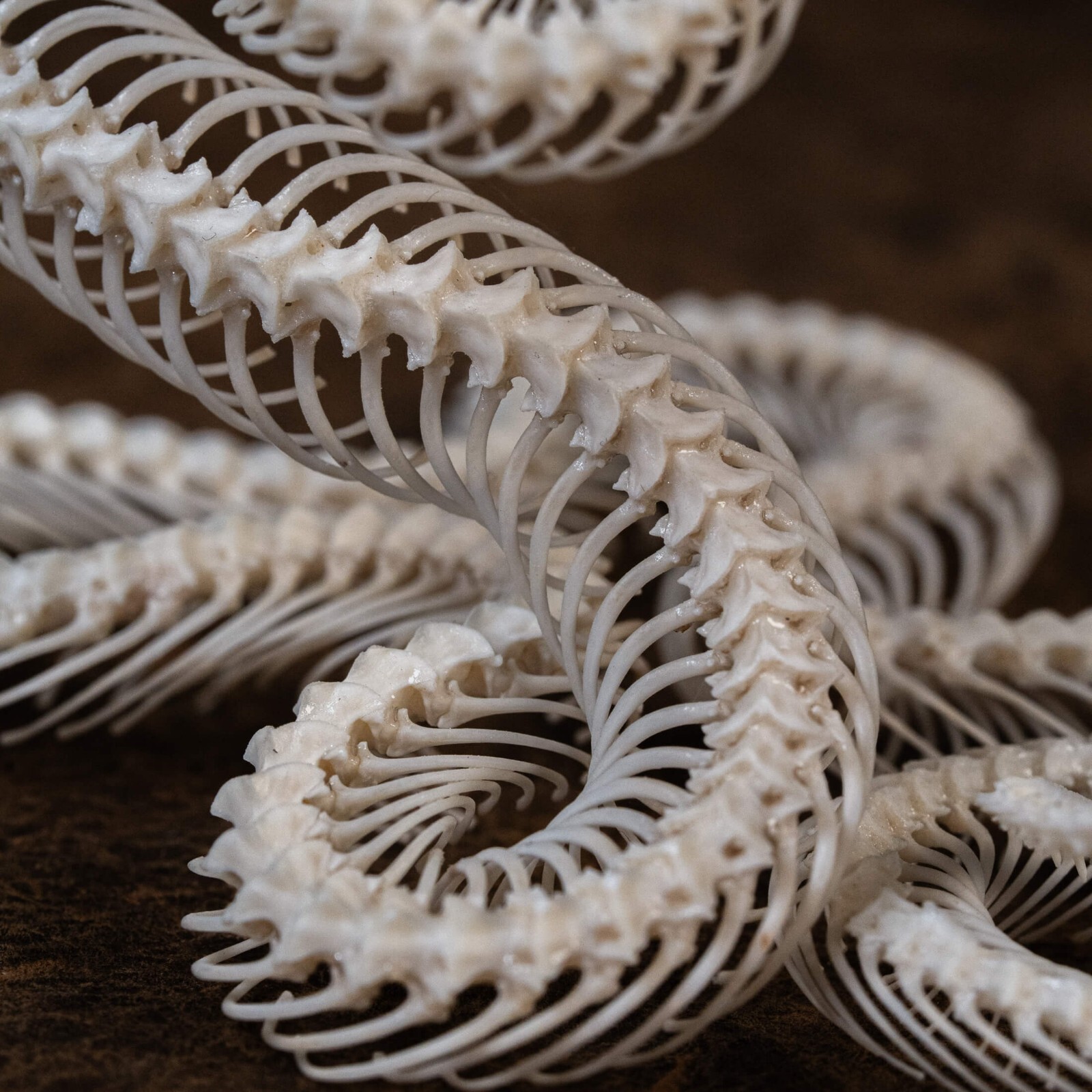 Real Snake skeleton taxidermy in attack pose, snake bone collectibles