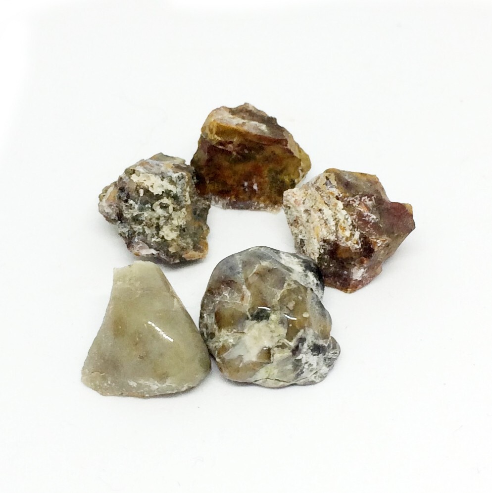 Fossilized Tumbled Dinosaur Coprolite - Dinosaur Poo
