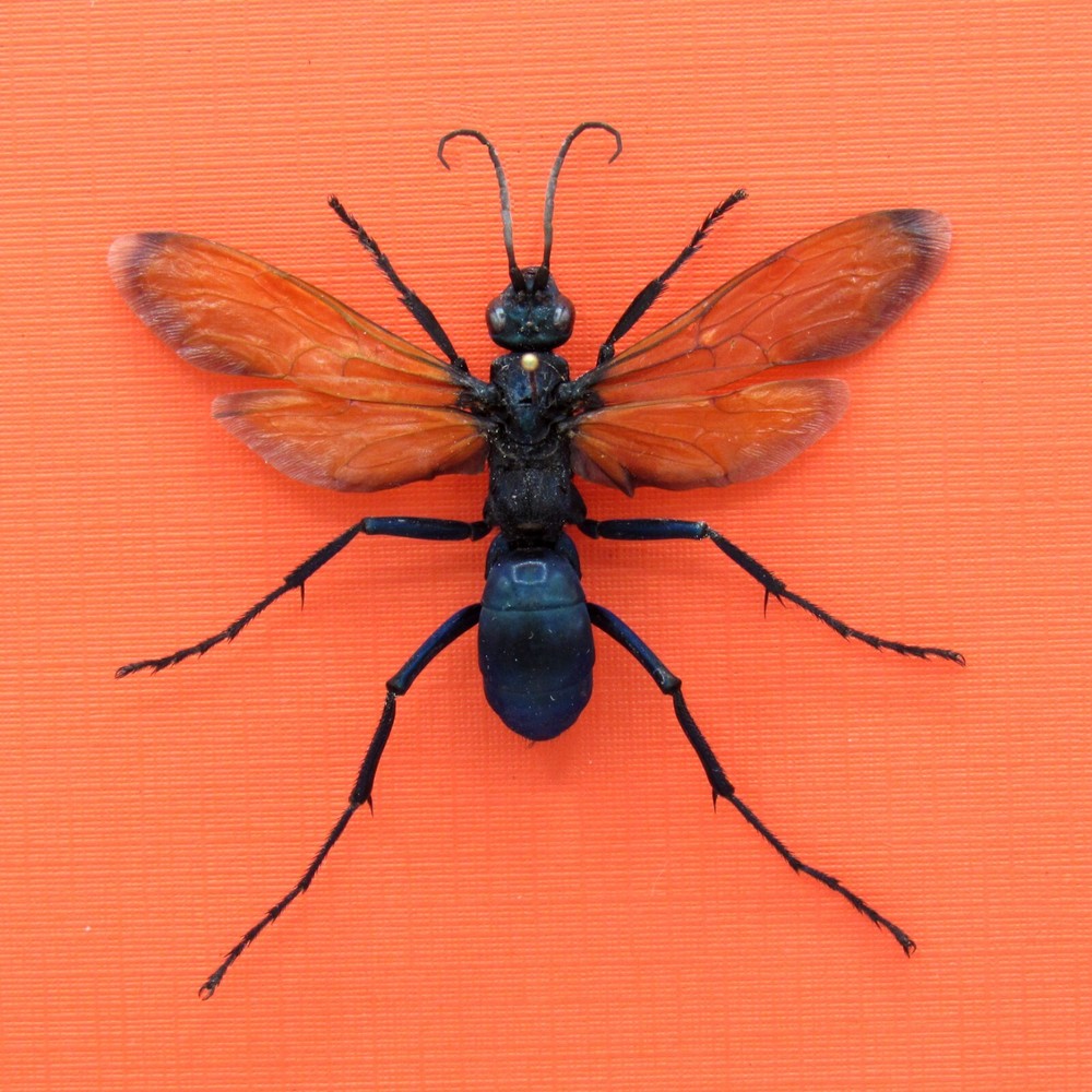 Real mounted hornet - Pepsis thisbe - A1