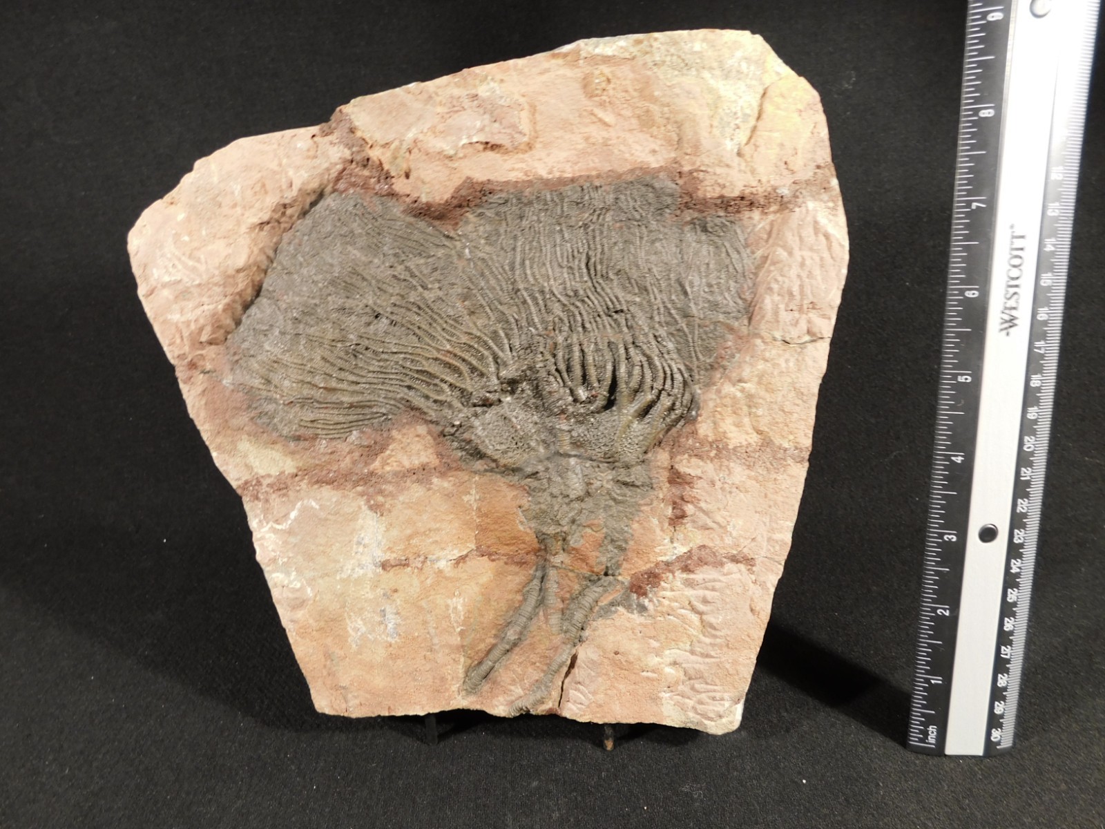 TWO BIG! 430 Million Year Old! CRINOID Fossils or Sea LILY Fossil Morocco 1565gr