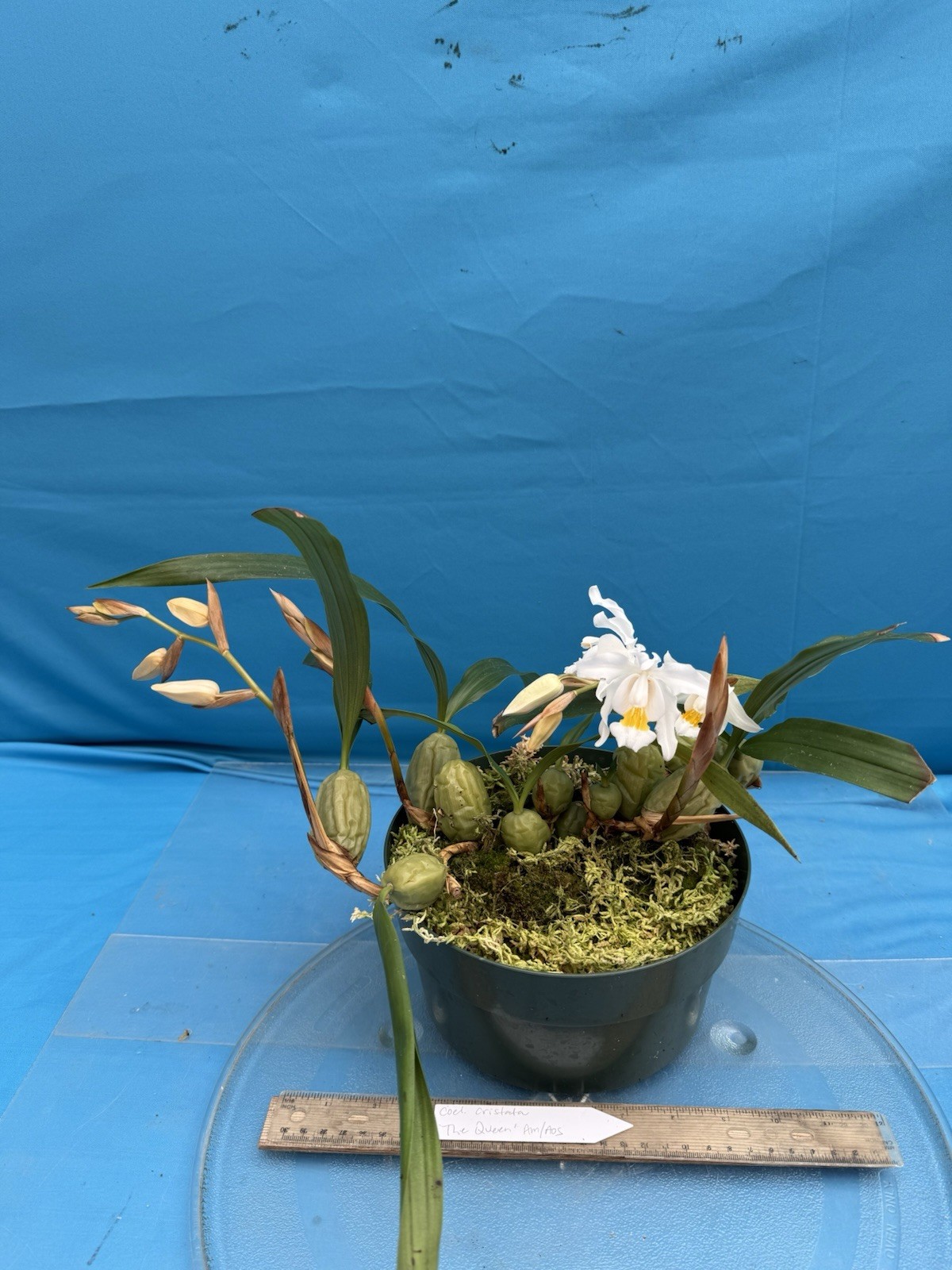 Coelogyne cristata ‘The Queen’ AM/AOS BS White Yellow Orchid Species 6” Pot