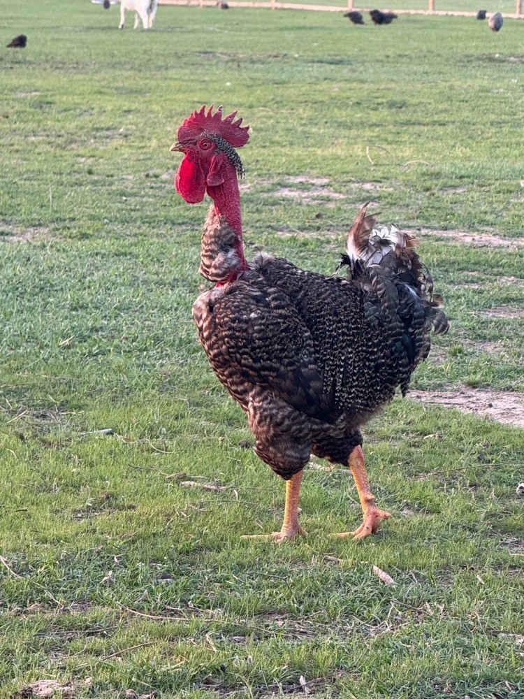 12 Barnyard Mix Hatching Eggs (Rare Breeds)