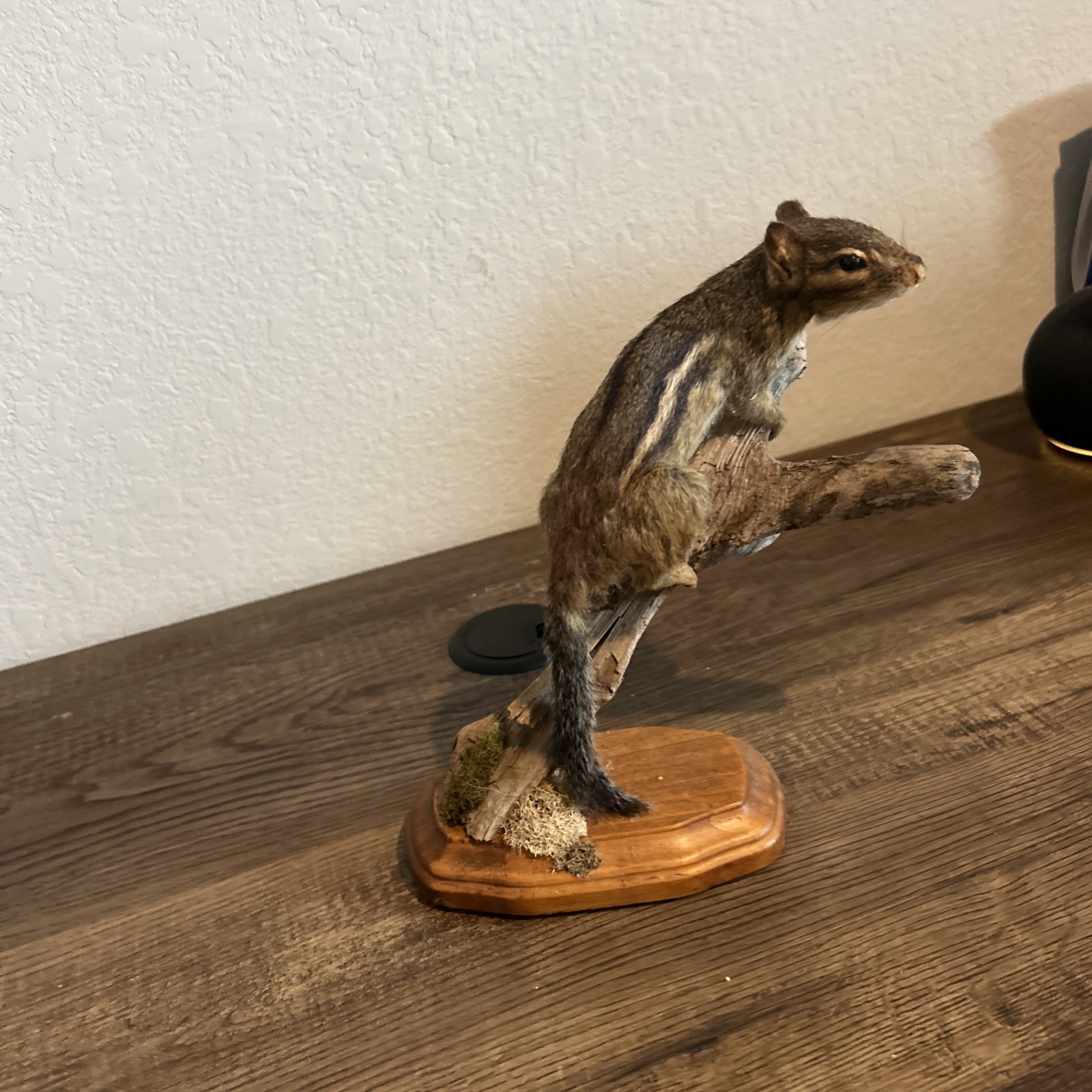 Chipmunk On Base ~ Taxidermy