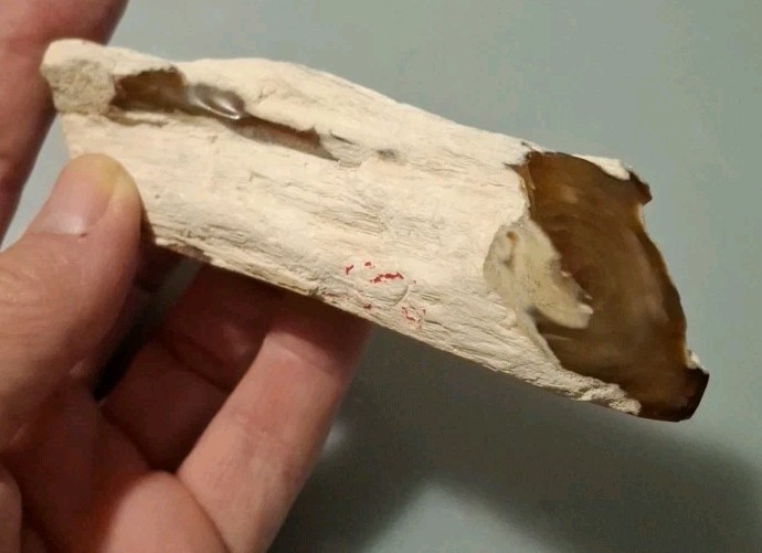 Fossilized Wood Polished