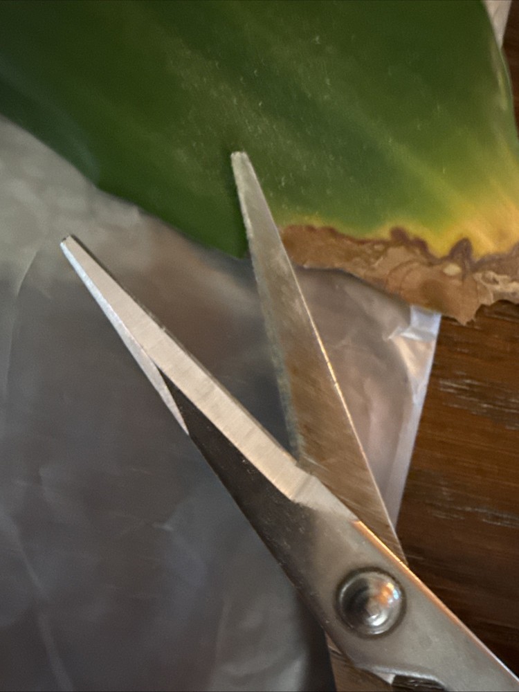 4-pack ARS Fruit Pruning And Trimming Scissors.