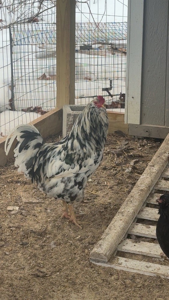 Ameraucana Hatching Eggs 6+