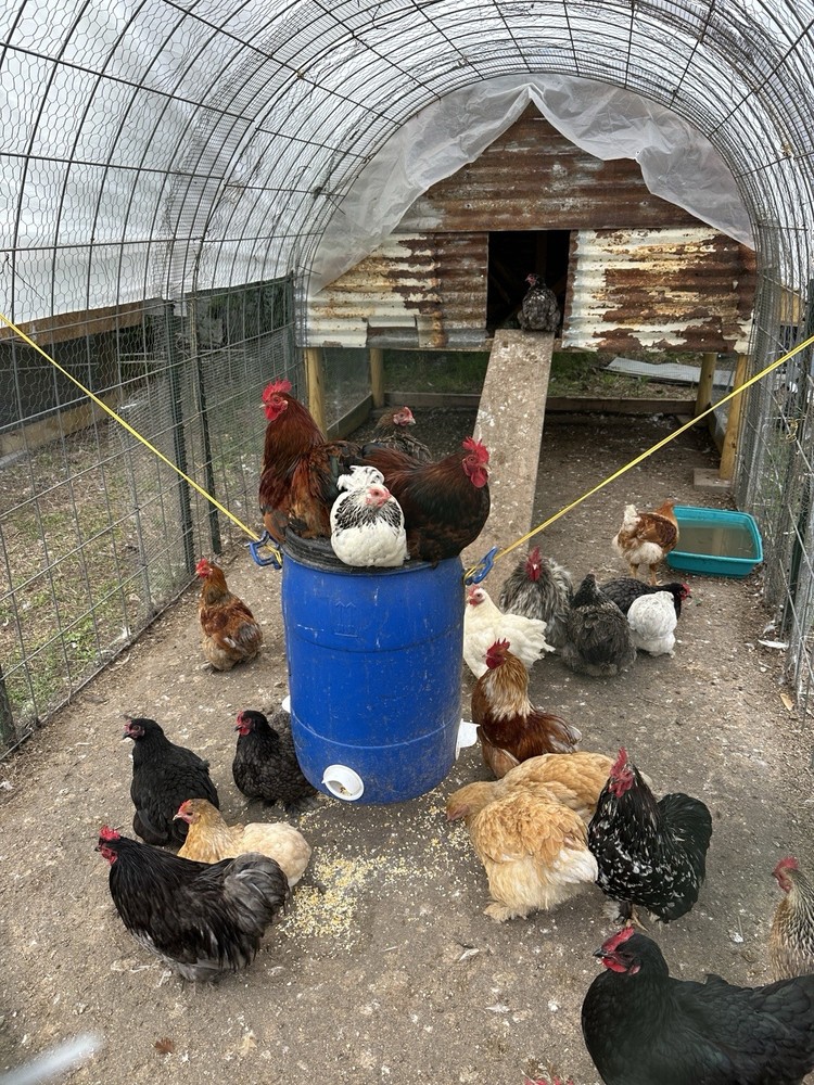Bantam Cochin Fun Pen