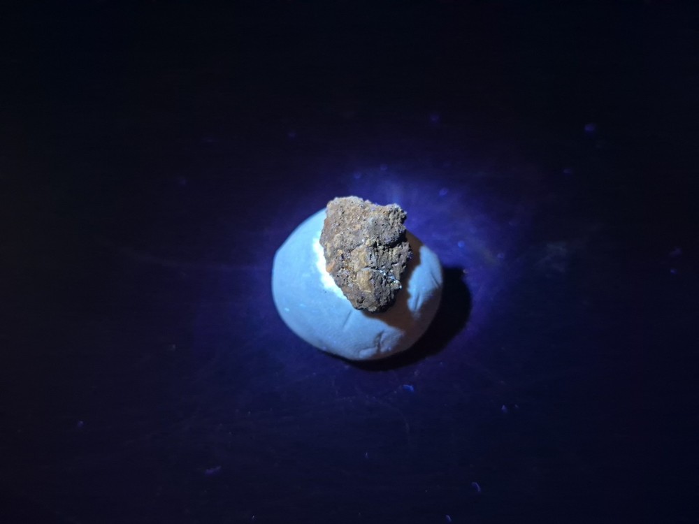 Fossil Dinosaur Permineralized Tooth T-rex 🦖