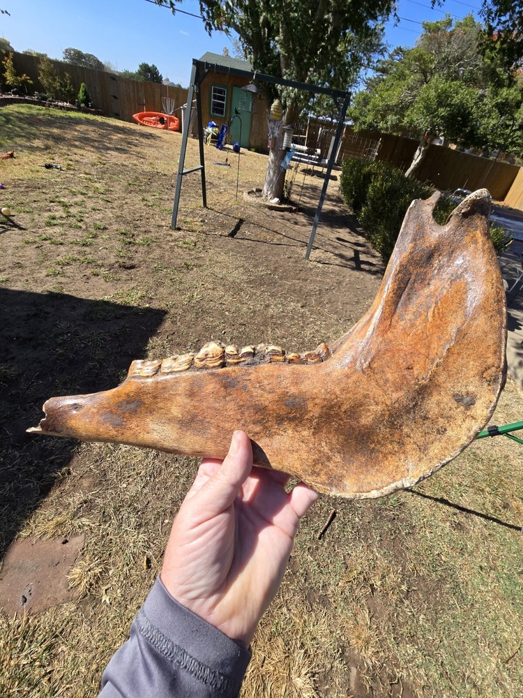 Nice Horse Jaw !